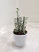 Variegated-Pedilanthus-Tithymaloides-compact-indoor-succulent