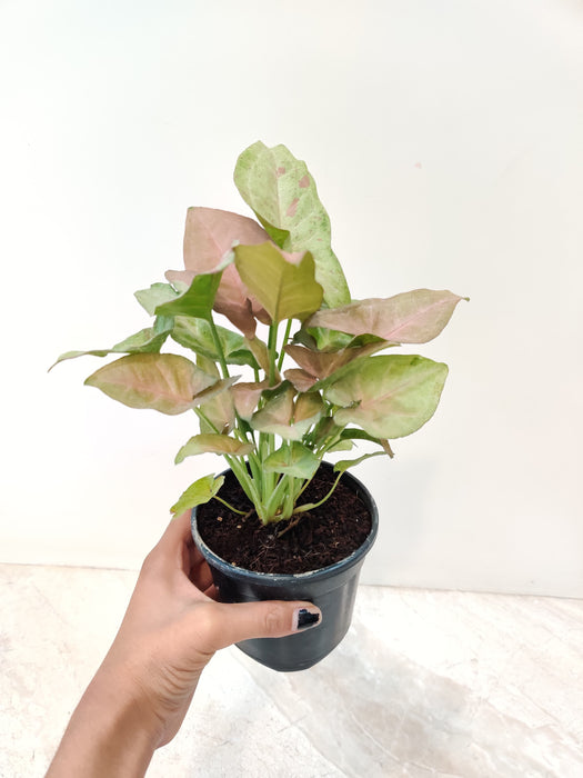 Variegated Syngonium Confetti Tricolor in a nursery pot