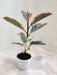 Variegated Tineke Rubber Plant with pink and green leaves