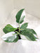 Philodendron White Princess Variegated Decor