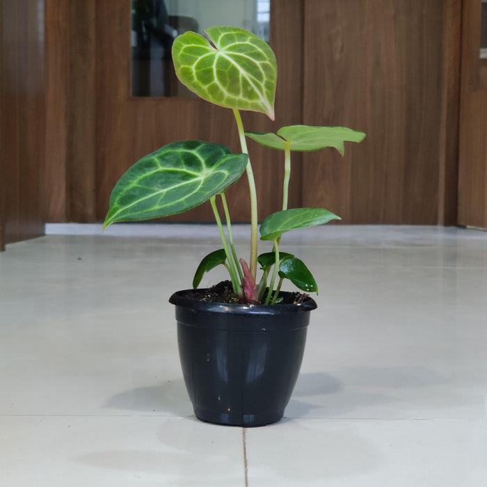 Velvet leaf Anthurium Clarinervium indoor plant