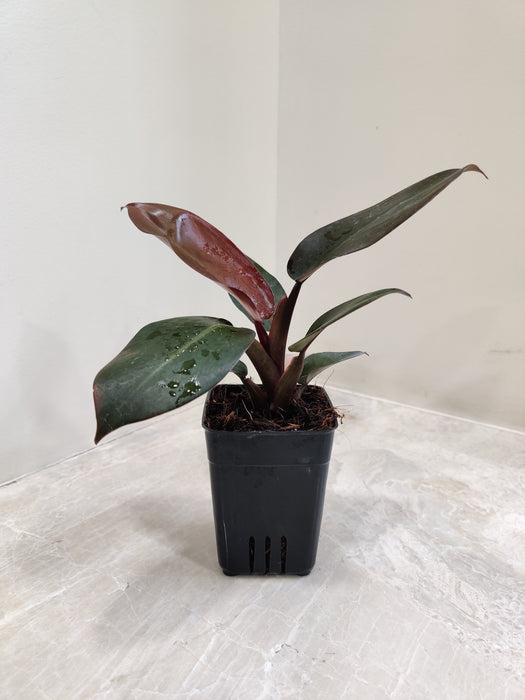 Philodendron Black Cardinal Plant (Small)
