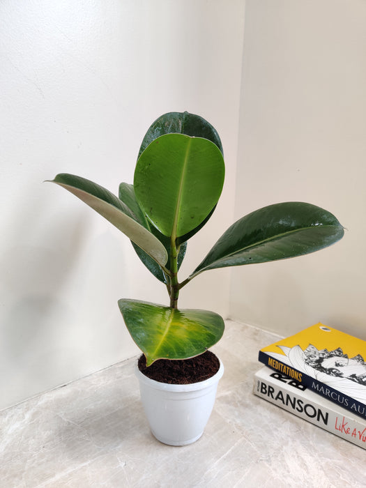 Air Purifying Indoor Green Rubber Plant