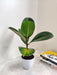 Air Purifying Indoor Green Rubber Plant