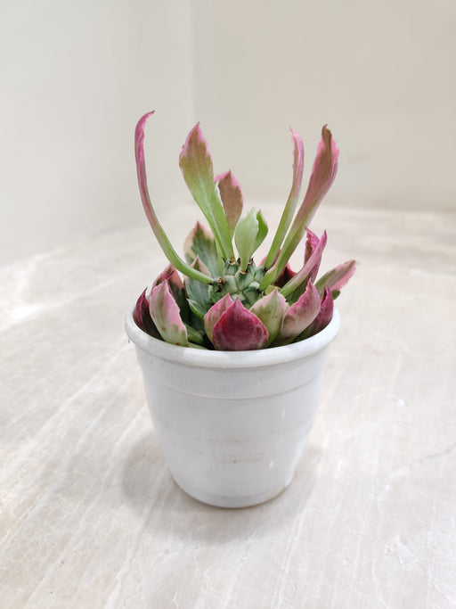Euphorbia-Variegata-Vibrant-indoor-Succulent