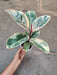 Vibrant Ficus Elastica Tineke Rubber Plant against wood decor