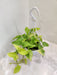 Indoor Air-Purifying Golden Pothos Plant