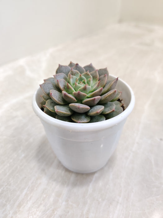 graptopetalum bellum succulent plants Graptopetalum Bellum Succulent Plant – ChhajedGarden.com