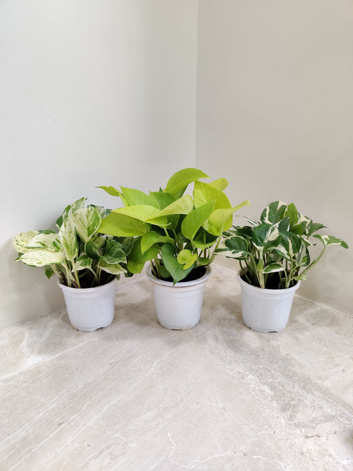 Indoor Air Purifying Money Plant Set of Three