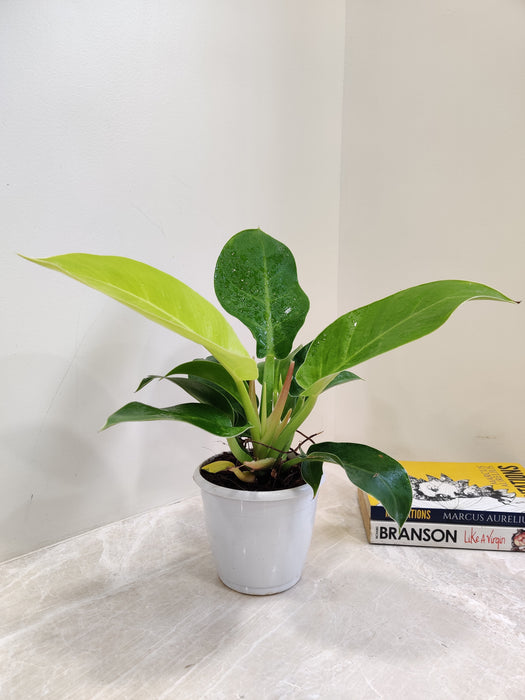 Philodendron Moonshine 12 cm Pot Plant