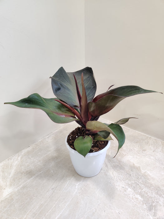 Philodendron Red Apple in 12cm Pot