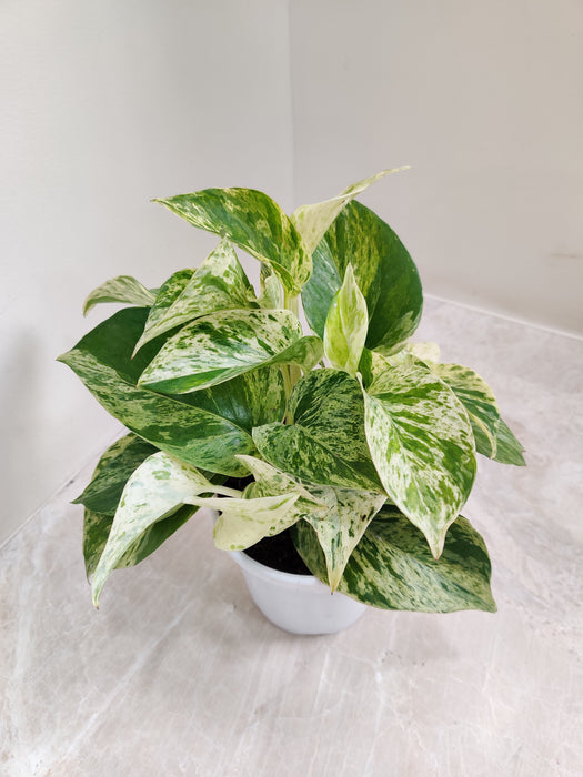 Marble Queen Money Plant with Decorative Leaves Indoor Plant