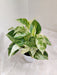 Marble Queen Money Plant with Decorative Leaves Indoor Plant