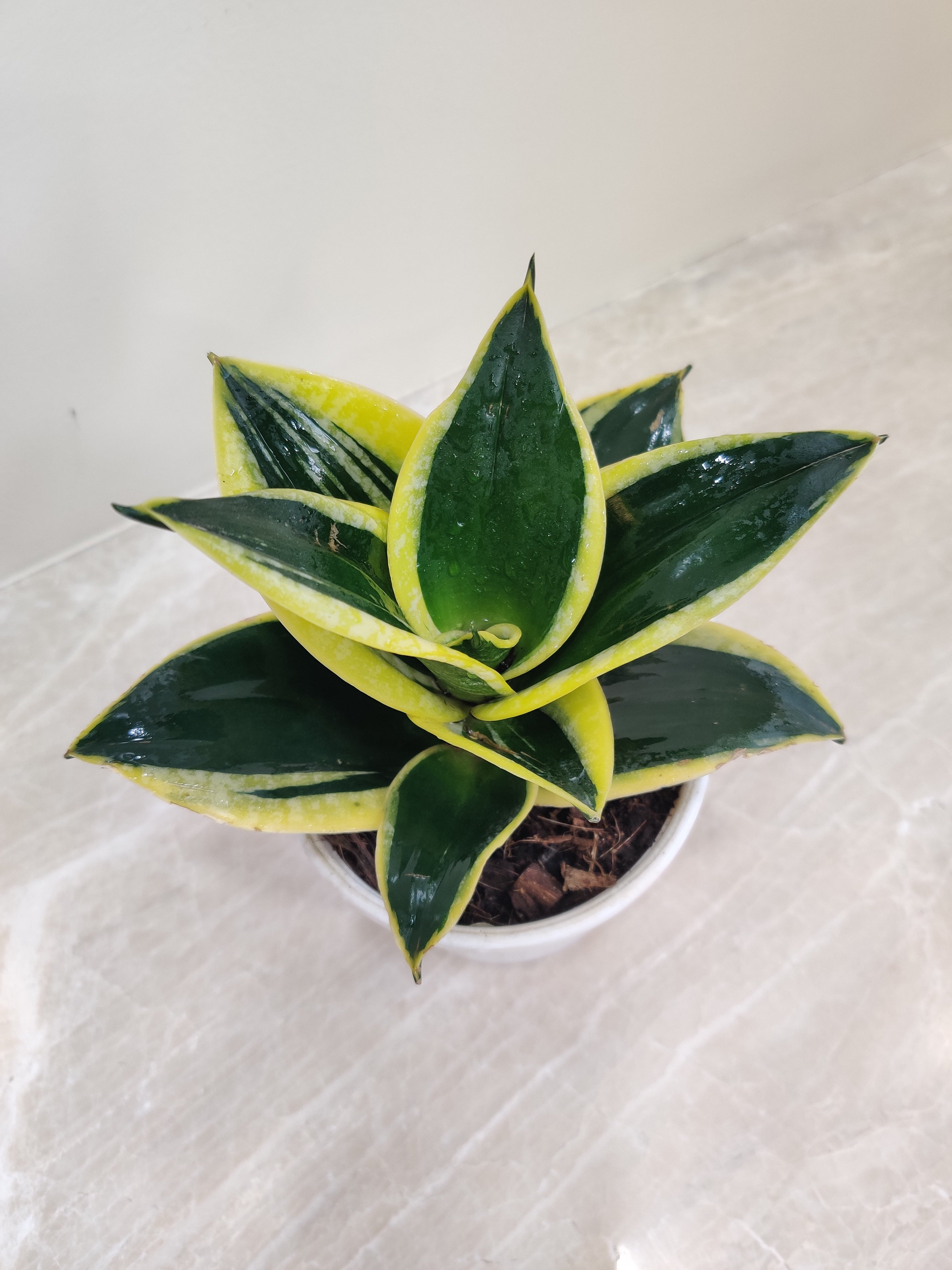 sansevieria jade marginata Buy Snake Plant Jade Marginata Online India at Low Price – ChhajedGarden.com