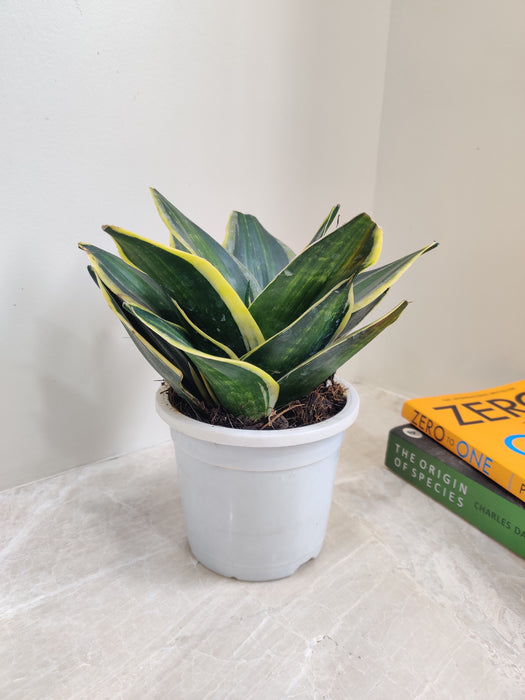 Robust and striped Sansevieria plant perfect for indoors