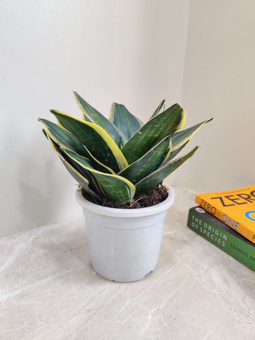 striped sansevieria Buy Stars and Stripes Rare Snake Plant Online at Low Price – ChhajedGarden.com