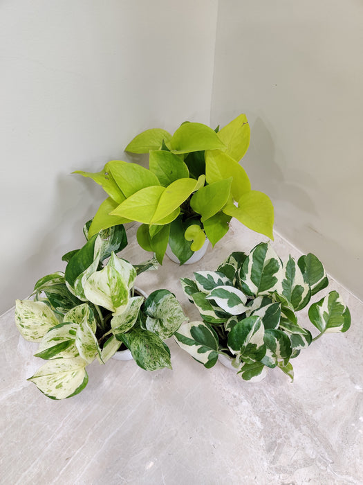 Lush Green Money Plant Pack for Indoors