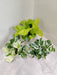 Lush Green Money Plant Pack for Indoors