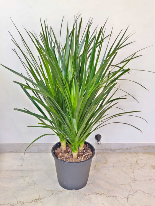 w24-h22-cm-dracaena-houseplant