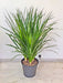 w24-h22-cm-dracaena-houseplant