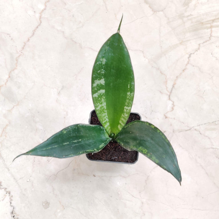 Low-maintenance Whitaney Sansevieria for home decor

