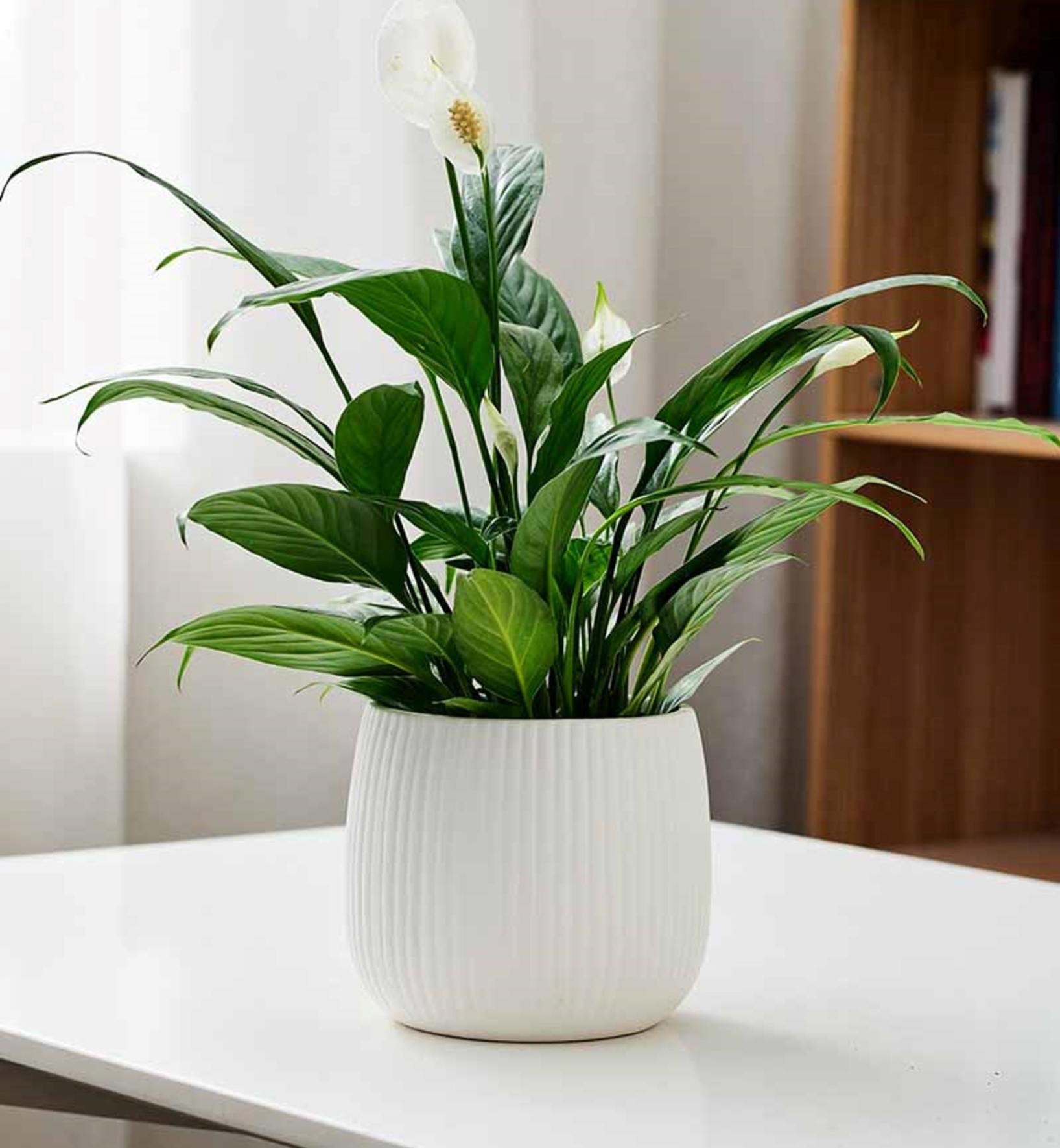 Elegant White Ceramic Indoor Flower Pot with Vertical Ridges ...