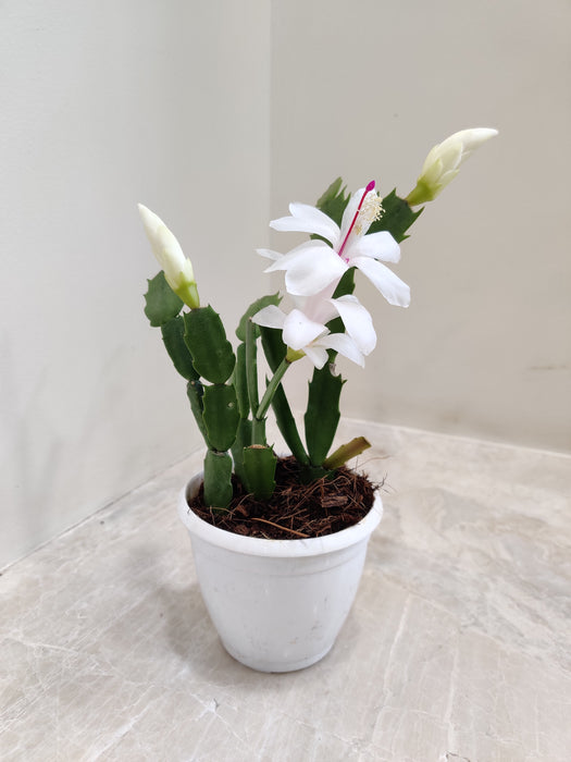 Pink Christmas Cactus with Vibrant Blossoms in White Pot