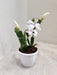 Pink Christmas Cactus with Vibrant Blossoms in White Pot