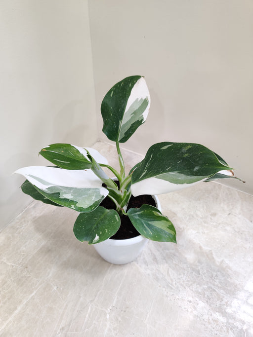 Striking Philodendron White Princess with white variegation
