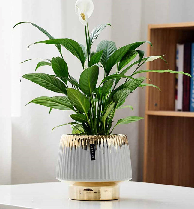Designer Ribbed Pots Buy Elegant Ribbed Design Grey Ceramic Pot – ChhajedGarden.com