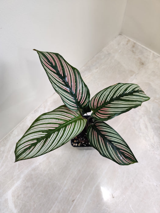 Indoor White Star Calathea with striking leaves