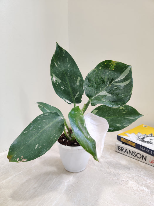 Variegated White Wizard Philodendron Plant