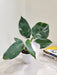 Variegated White Wizard Philodendron Plant