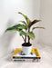 Tropical Indoor Calathea Yellow Fusion Plant