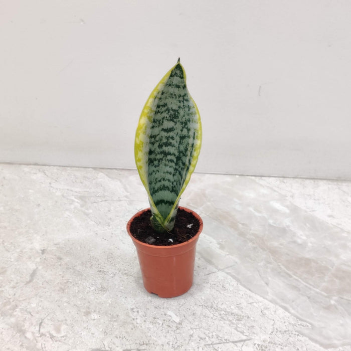 Sansevieria Superba mini snake plant in pot