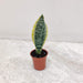 Sansevieria Superba mini snake plant in pot