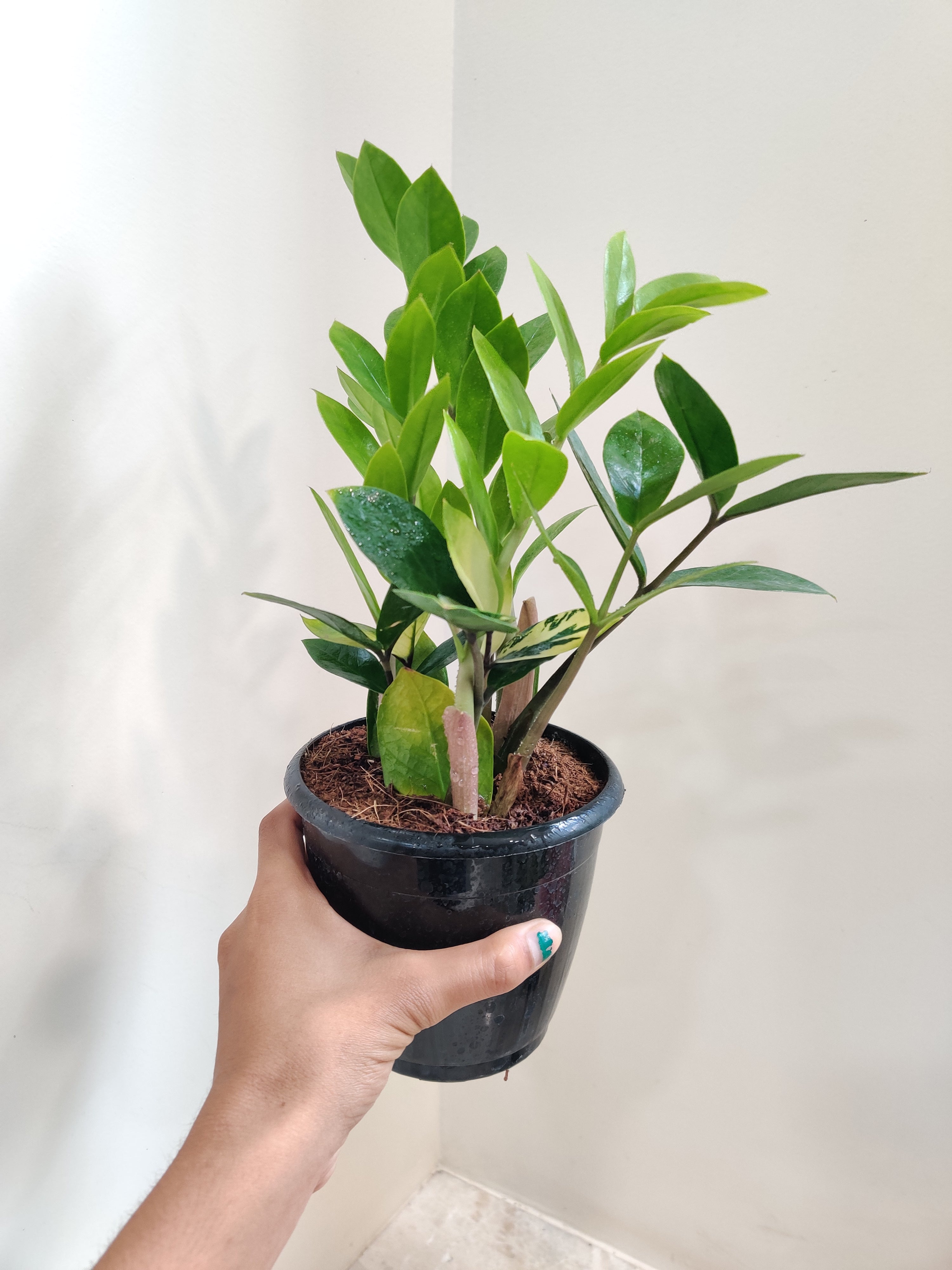 Buy Zamia Variegata Plant – ChhajedGarden.com