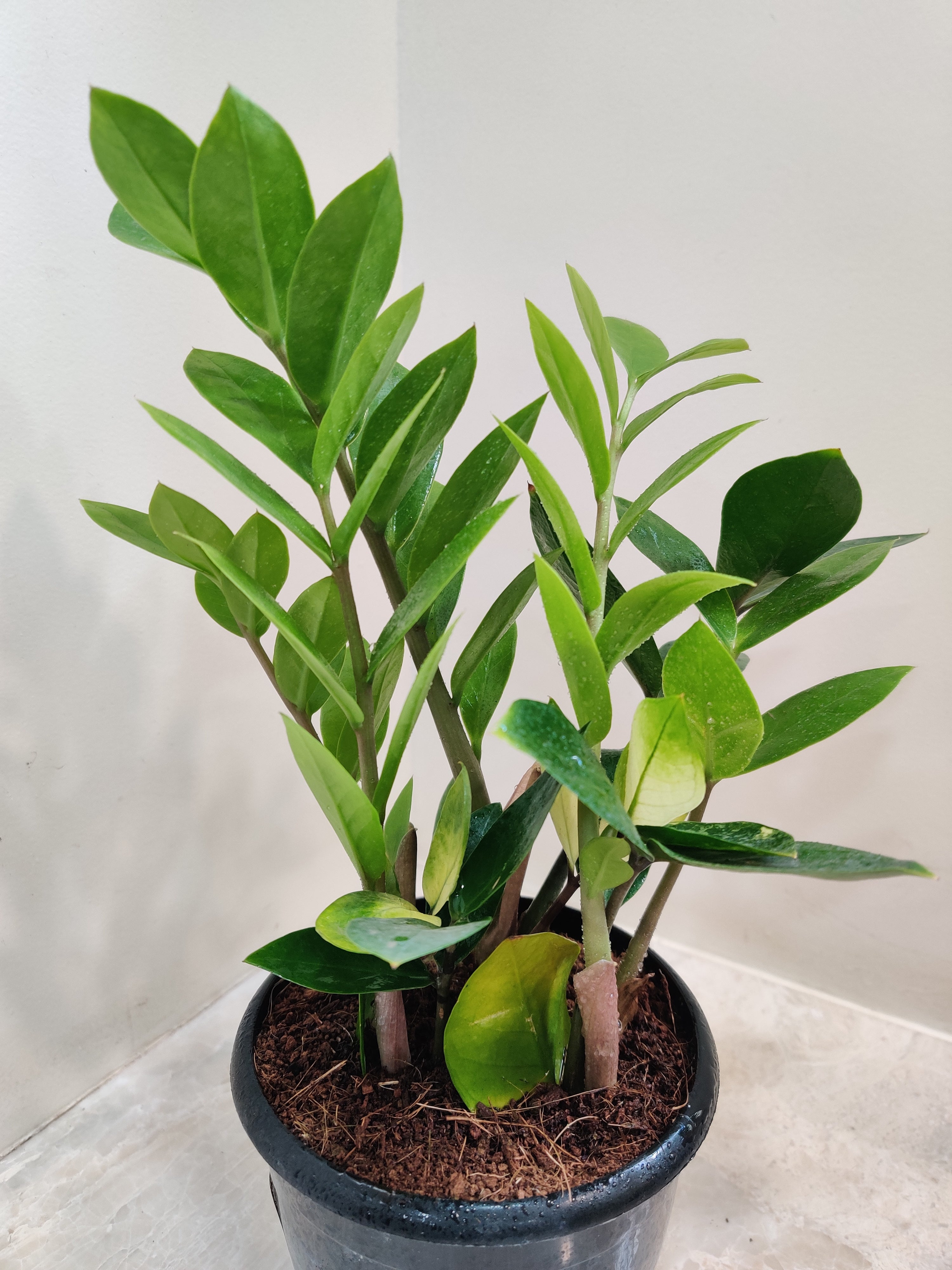 Buy Zamia Variegata Plant – ChhajedGarden.com