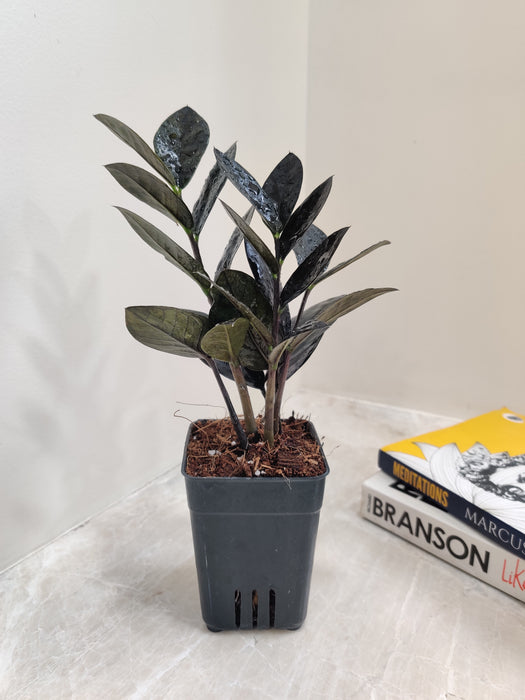 Rare Black ZZ Plant | Indoor Air Purifying Plant