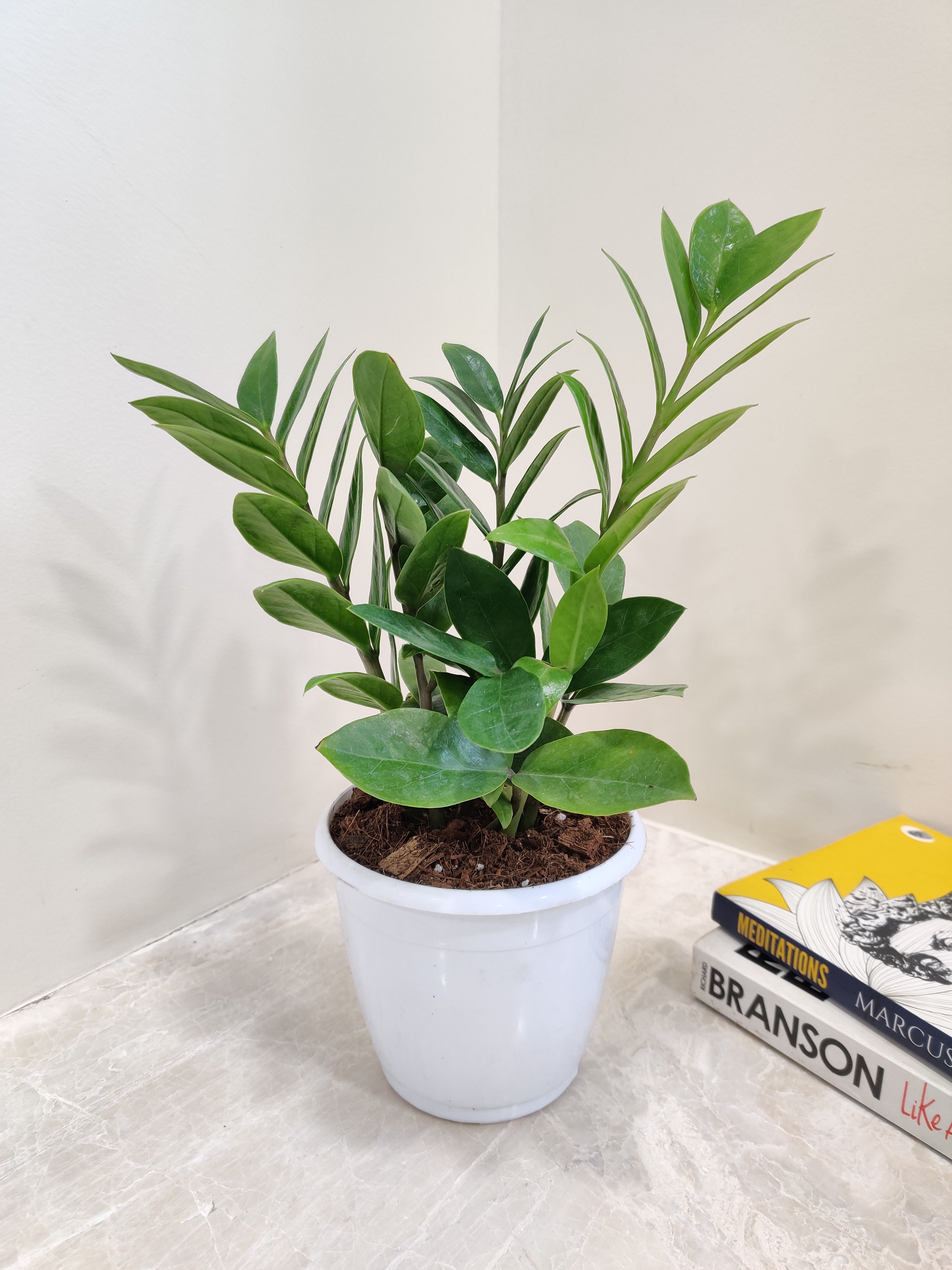 price of zz plant ZZ Plant