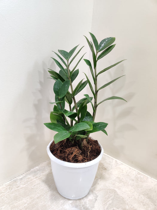 zz-plant-lush-green-leaves-indoor