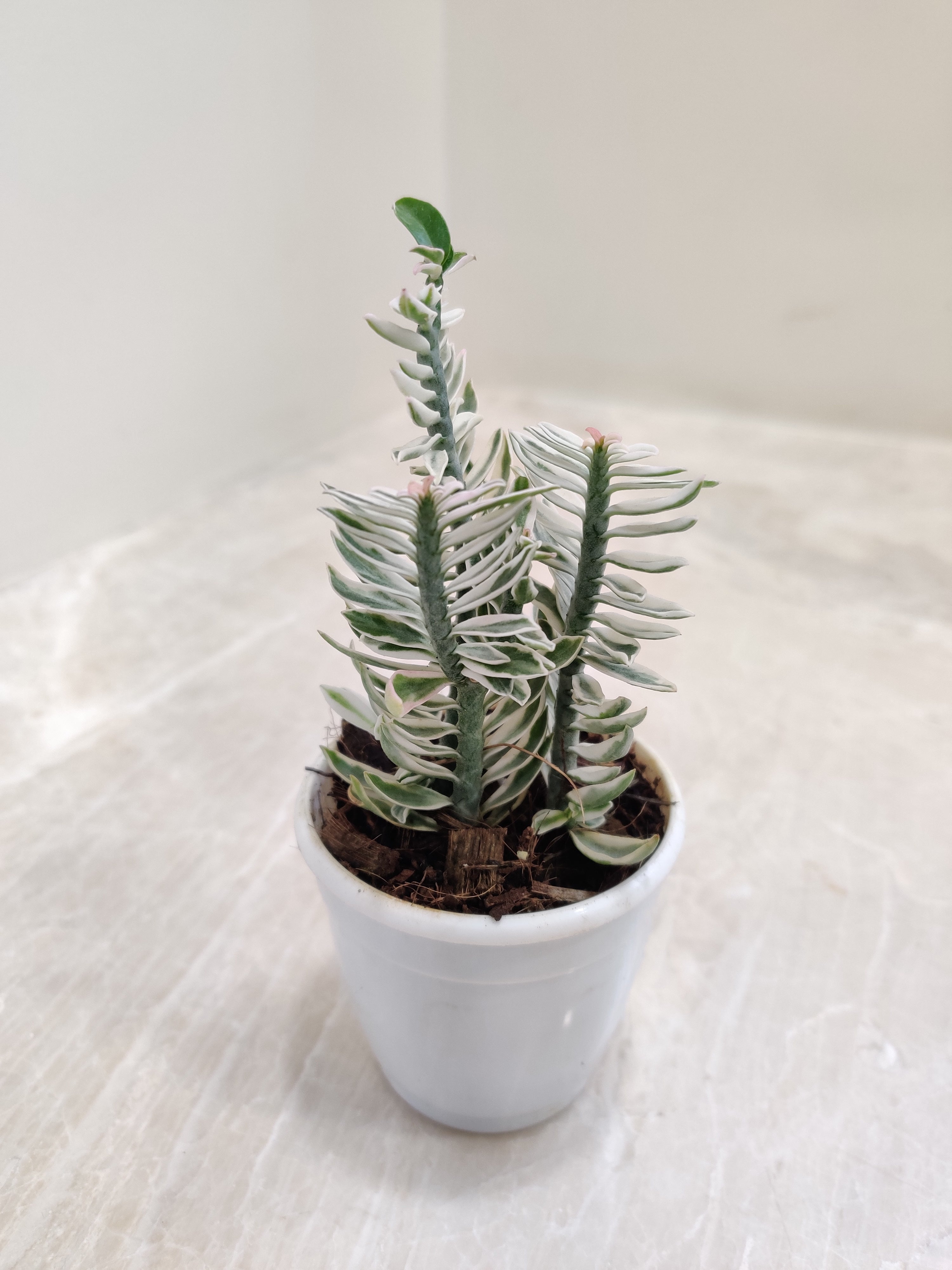 zigzag plant indoor Pedilanthus Tithymaloides Nana Variegated Plant