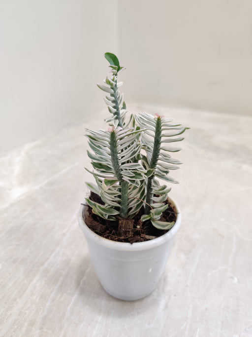 Zigzag-Pedilanthus-Nana-green-indoor-plant