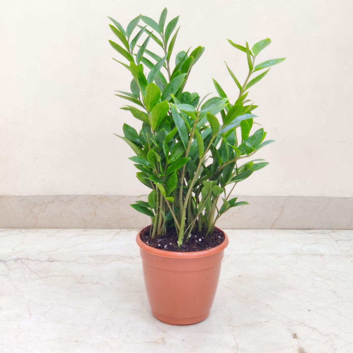 zz plant price in nepal Buy Zamioculcas Zamiifolia Mini (ZZ Plant) – ChhajedGarden.com