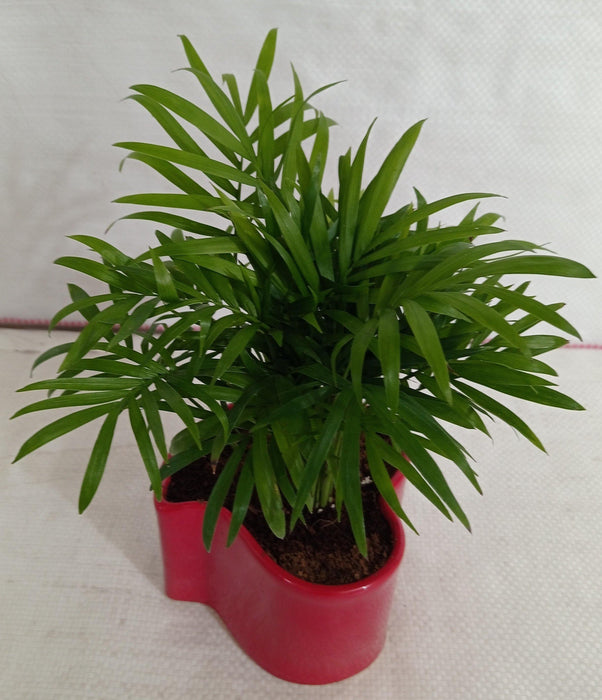 "Indoor plant pot set - vibrant red color