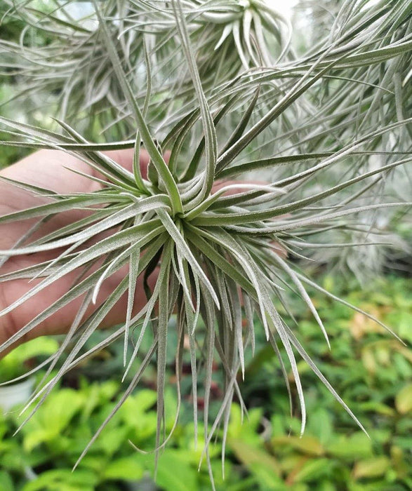 air plant india Buy Chidrens Tillandsia Air Plant Online in India – ChhajedGarden.com
