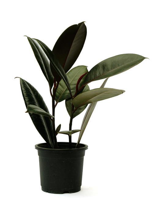rubber plant air purification Top 5 Air Purifier and Oxygen Enriching Plant Pack