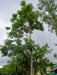 Acrocarpus fraxinifolius Seeds , Marathi:Tokphal - CGASPL