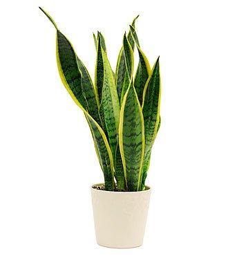CAPPL Sanseveria | Snake Plant (Pot Included) Air Purifier with 5 Gram Fertilizer Free (Pot Color May Vary) - ChhajedGarden.com