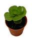 Portulaca Molokiniensis Small Succulent Plant - CGASPL